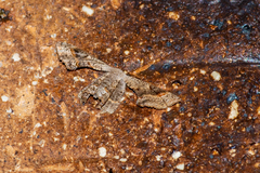 Phazaca leucocephala