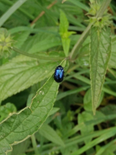 Agelastica alni
