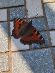 Aglais urticae