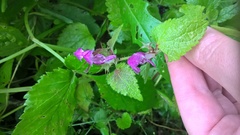 Lamium maculatum