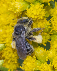 Melissodes illatus