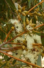Eucalyptus diversifolia