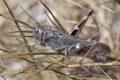 Chloealtis conspersa