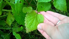 Lamium maculatum