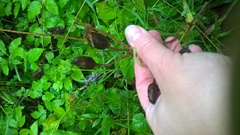 Silene latifolia alba