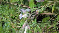 Silene latifolia alba