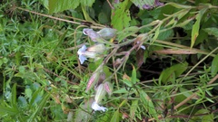 Silene latifolia alba