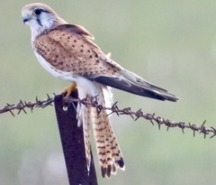 Falco cenchroides cenchroides
