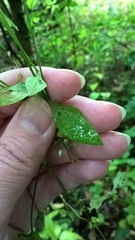 Moehringia trinervia