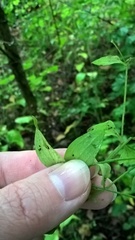 Moehringia trinervia