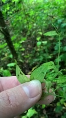 Moehringia trinervia