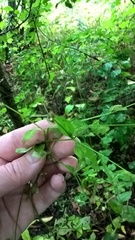 Moehringia trinervia