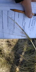 Stipa capillata