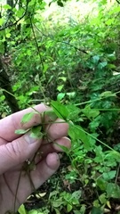 Moehringia trinervia