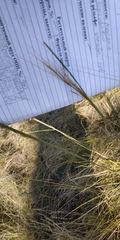 Stipa capillata