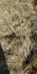 Stipa capillata