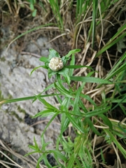 Rhopalomyia ptarmicae