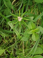 Rhopalomyia ptarmicae