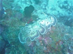 Goniobranchus tritos