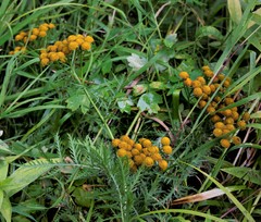 Tanacetum vulgare boreale