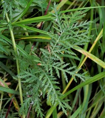 Tanacetum vulgare boreale