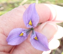 Moraea tripetala tripetala