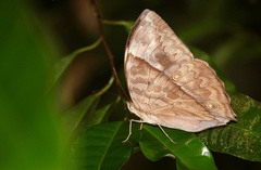 Zeuxidia amethystus amethystus