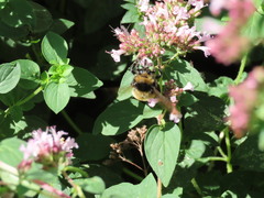 Bombus borealis image