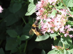 Bombus borealis image
