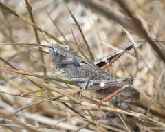 Chloealtis conspersa