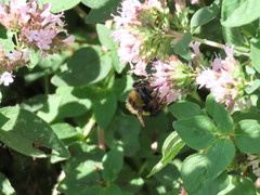 Bombus borealis image