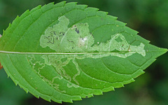 Phytoliriomyza