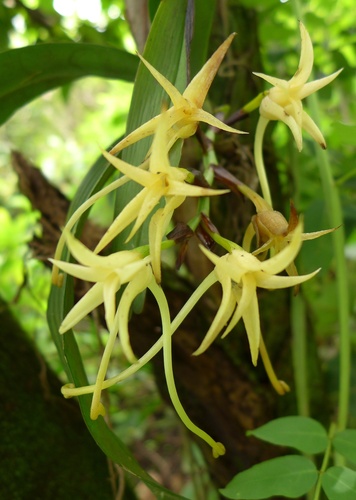 Cyrtorchis letouzeyi