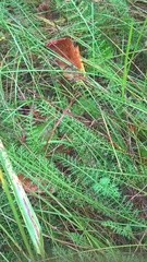 Achillea millefolium