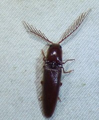 Dicrepidius palmatus