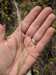 Aristida vaginata