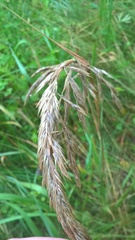 Calamagrostis epigejos