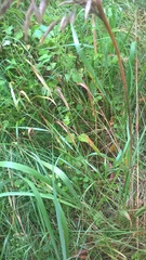 Calamagrostis epigejos