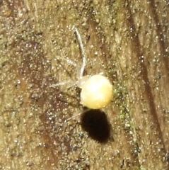 Paidiscura pallens