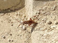 Ceropales elegans elegans