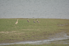 Esacus recurvirostris