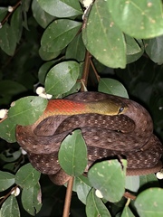 Rhabdophis
