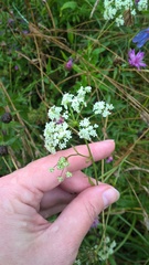 Pimpinella saxifraga