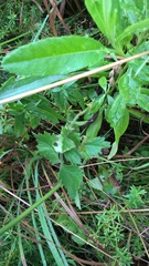 Pimpinella saxifraga