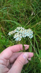 Achillea millefolium