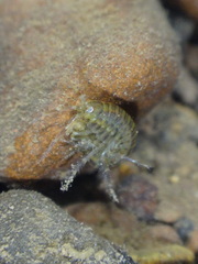Gammarus fasciatus