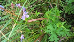 Geranium pratense