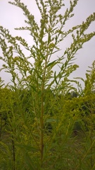 Solidago canadensis