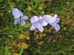 Eremophila ionantha