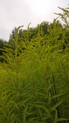 Solidago canadensis